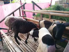Jual Hewan Qurban Domba di Babakan Sari, Kiara Condong, Bandung