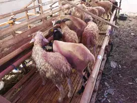 Menyediakan Hewan Qurban Domba