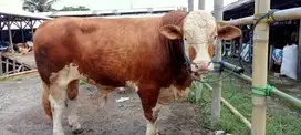 Hewan Qurban: Sapi & Domba, Babakan Sari Kiaracondong, Kota Bandung