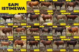 Jual Hewan Qurban Sapi dan Domba