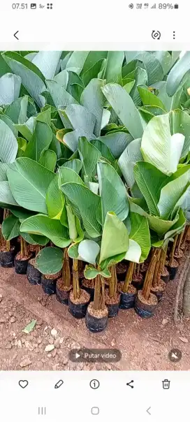 pisang kalatea dan tanaman hias