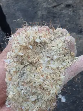 Abu jagung pakan ternak bermenir sapi kambing