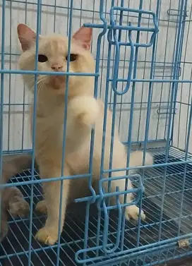 Kucing BSH British Shorthair NP Jantan White Cream