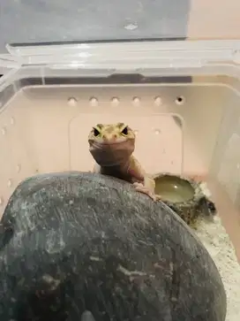 gecko aptor umur 2 tahun