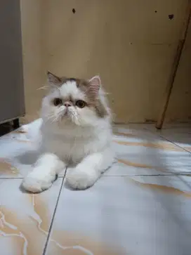 Peaknose betina
