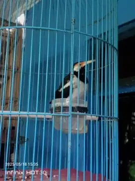 Jalak suren jawa gacor pagi siang sore
