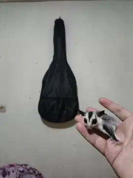 Sugar Glider Sepasang