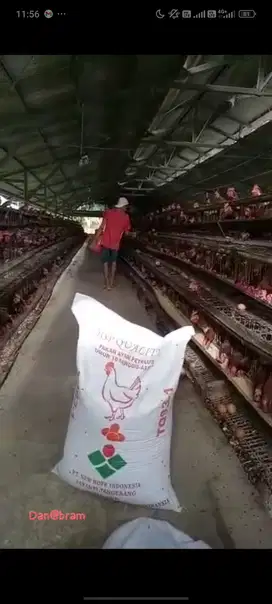 BISNIS TAKE OVER AYAM TELUR 11 HEKTAR SKALA BESAR RUMPIN BOGOR PARUNG