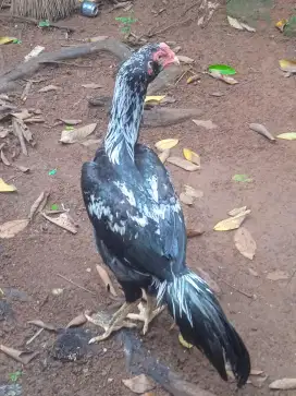 Ayam Bangkok 5 bulan