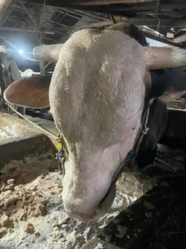 Dijual sapi untuk kurban/qurban