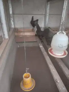 Ayam Cemani Lidah Hitam
