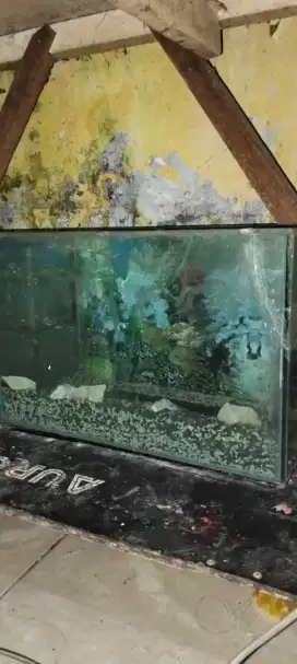 Jual aquarium ikan hias dan filter