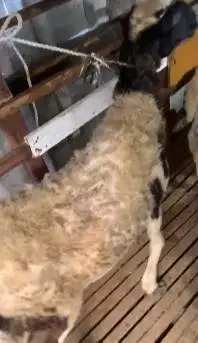 domba betina 35-40 kiloan siap hewan qurban murmer ekonomisan jamin ok