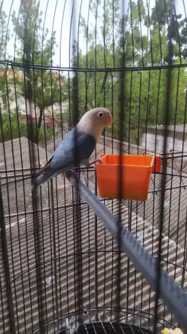 Lovebird betina  iklan masih berati masih chat aktif fast respon
