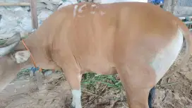 Bismillah jual sapi qurbannya