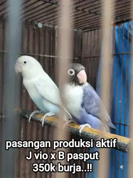 Lovebird pasangan produksi