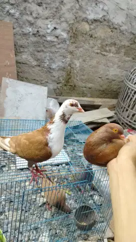 Merpati Kolongan mewah