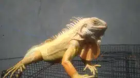 Iguana albino columbia jantan