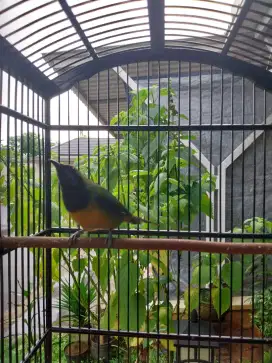 Cungko master 1000 suara