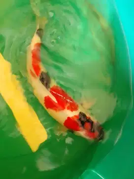 Ikan koi jenis Showa 38cm female HQ