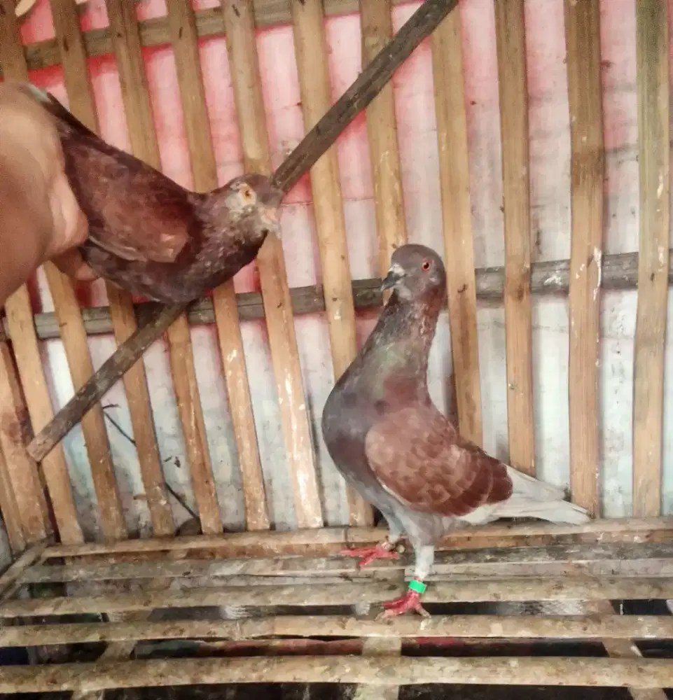 Spasang Materi tinggian Sby pusat