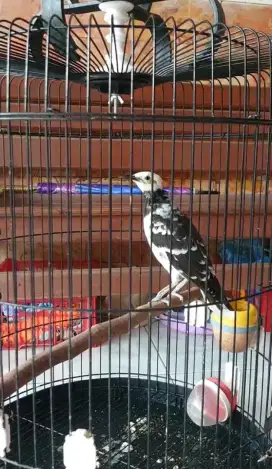 Burung jalak hongkong