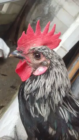 Ayam Ketawa pejantan tangguh