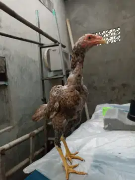 Ayam Bangkok Betina Muda