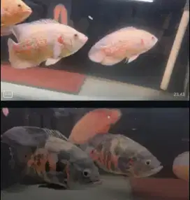 IKAN OSCAR JUMBO BESAR dan RTC 40 CM