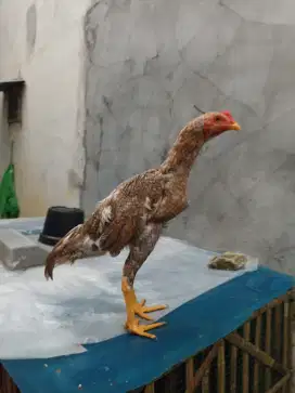 Ayam Bangkok Klasik Jali