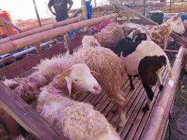 Jual domba untuk Qurban berkualitas (lokasi : Kiaracondong, Bandung)