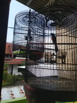 Di jual cepat 2 ekor burung murai