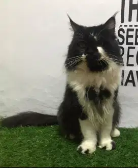 Kucing mainecoon cebol 1 tahun jantan