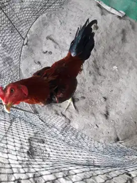 Ayam birma umur 7 bulan