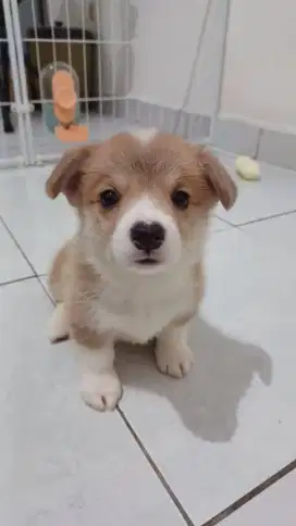 PUPPY WELSH CORGIE FEMALE 1
