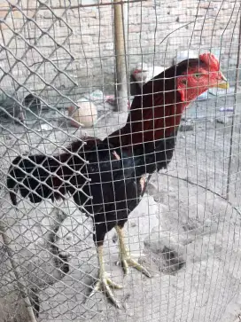 Jual ayam birma umur 7 bulan
