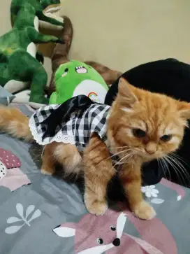 KUCING PERSIA OREN JANTAN