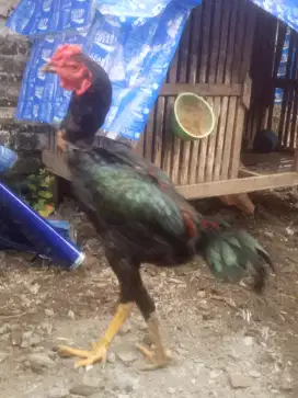 ayam Bangkok katuranggan Mngon x Pakhoy