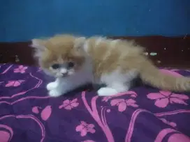 persia flatnose