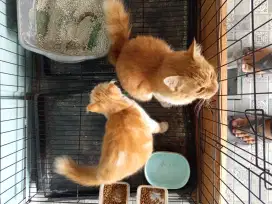jual kucing persimed