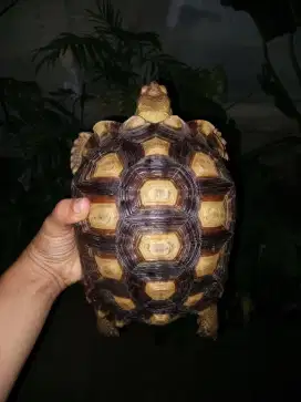 Sulcata size 25 cm