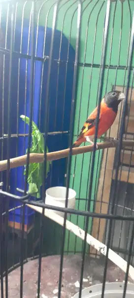 Red siskin kelasik gacor pke ring