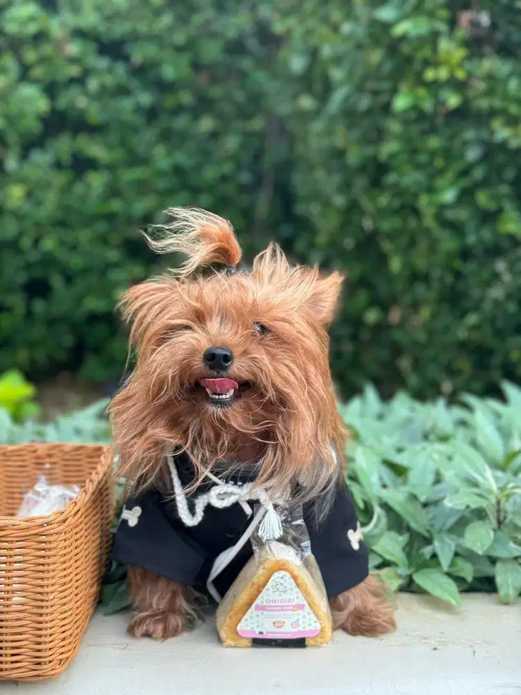 Dibutuhkan ART Pagi Sore (PP) + pengurus/penyayang 3 anjing kecil