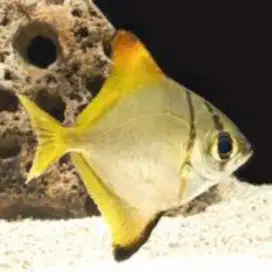 Ikan Hias Monodactylus