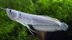 Ikan arwana Silver Red