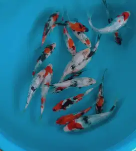 Ikan koi size 15cm