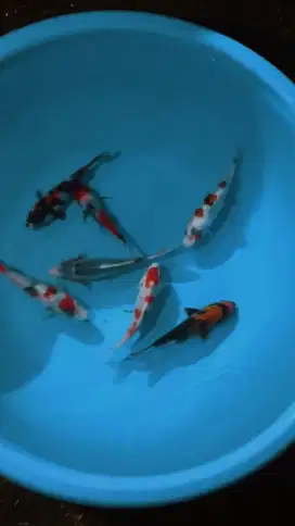 Ikan koi size 14cm sampai 15cm