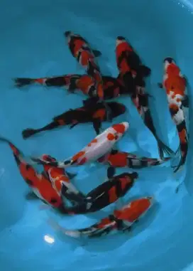 Ikan koi size 15cm sampai 19cm