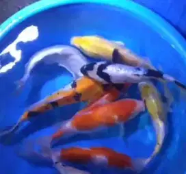 Ikan koi size 25cm sampai 30cm