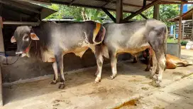 Sapi Jawa 450 kg-an / Sapi Murah Untuk Kurban